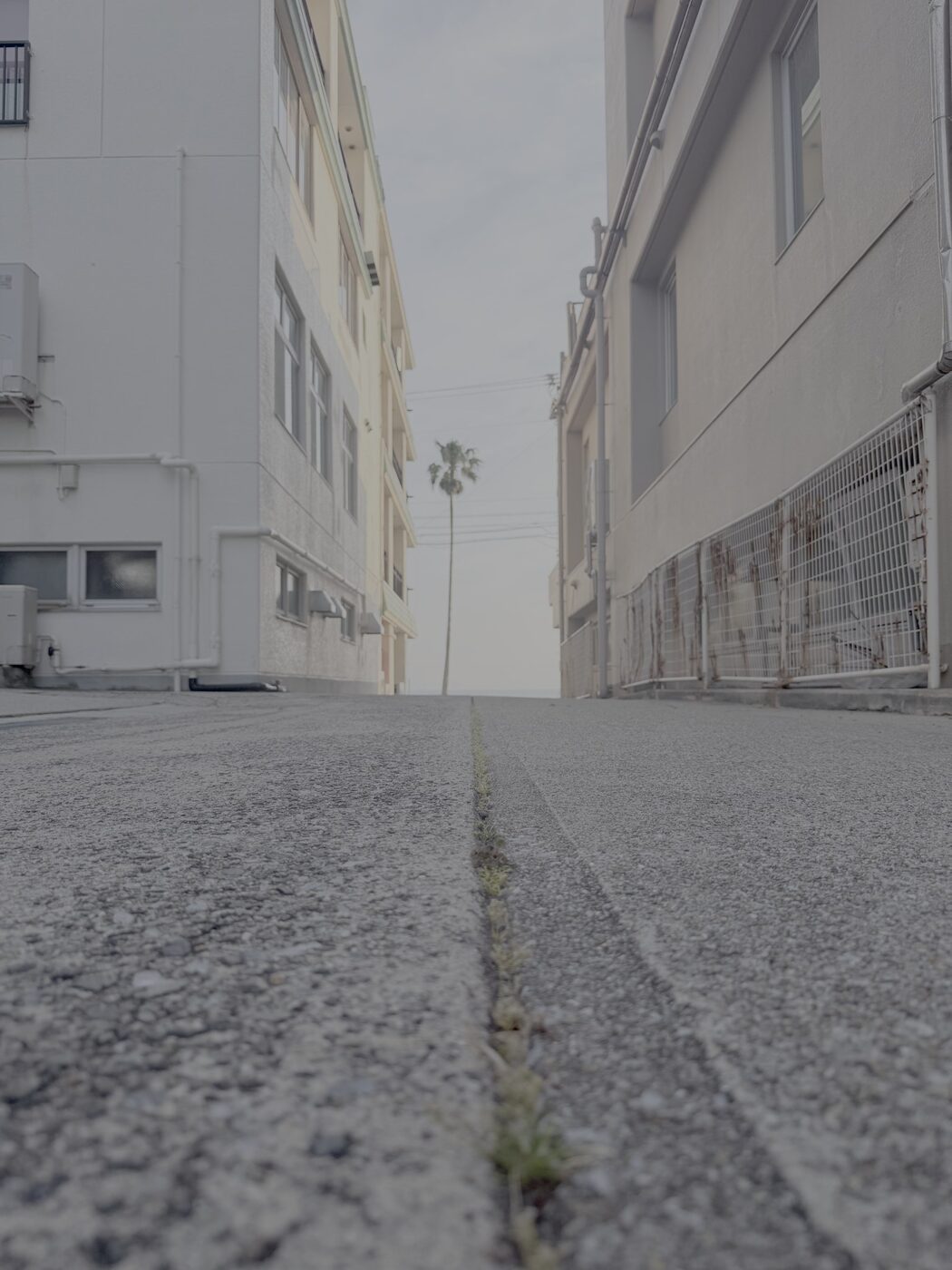 建物の間からヤシの木が見える道